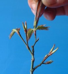 ACER PALMATUM varieties/ JAPANESE MAPLES