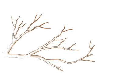 acer palmatum bonsai