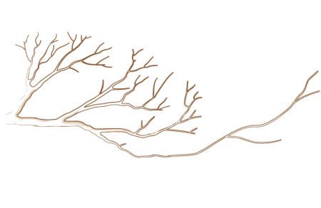 acer palmatum bonsai