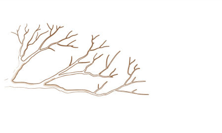 acer palmatum bonsai