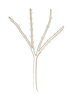 acer palmatum bonsai