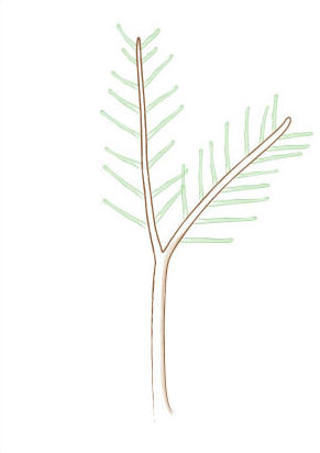 acer palmatum bonsai