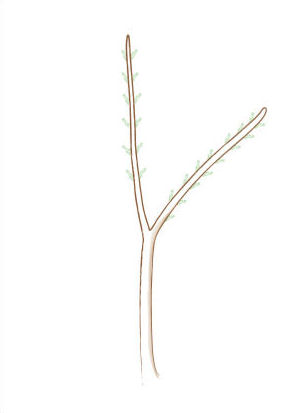 acer palmatum bonsai