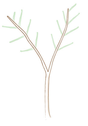 acer palmatum bonsai