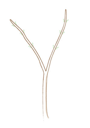 acer palmatum bonsai