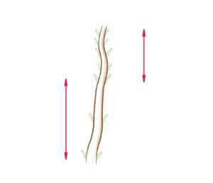 acer palmatum bonsai