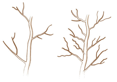 acer palmatum bonsai