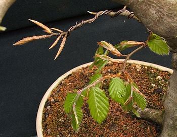 Advanced Pruning Techniques for Fagus sylvatica/European Beech Bonsai 