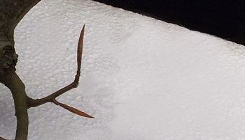 Advanced Pruning Techniques for Fagus sylvatica/European Beech Bonsai 