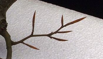 Advanced Pruning Techniques for Fagus sylvatica/European Beech Bonsai 