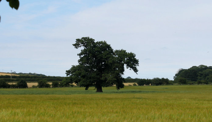 oak tree