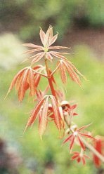 AESCULUS HIPPOCASTANUM /HORSE CHESTNUT 