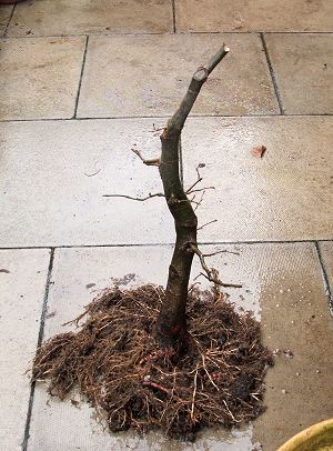 Lime Tilia Planted on a Tile
