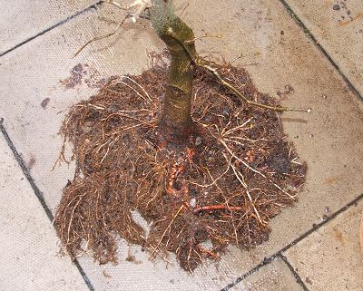 Lime Tilia Planted on a Tile