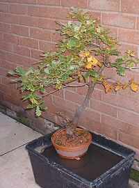 Oak bonsai
