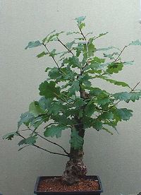 Oak bonsai
