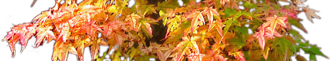 Acer Palmatum